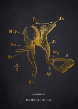 Auditory Ossicles Anatomy