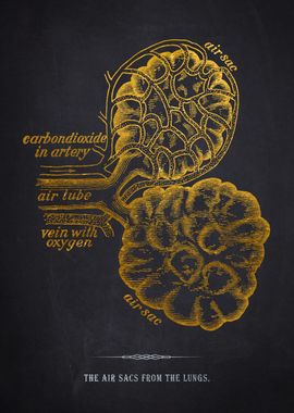 Air Sacs of the Lungs Anatomy