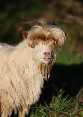 Fluffy Goat with Long Hair