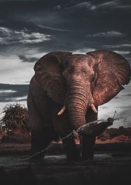 Elephant Splashing in Water