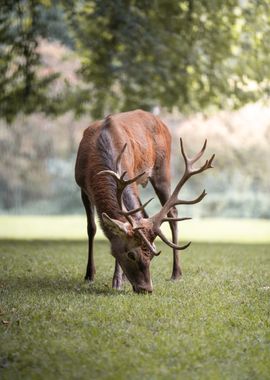 Red Deer Grazing