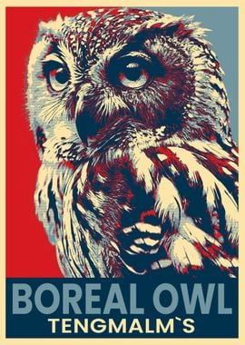 Boreal Owl Poster