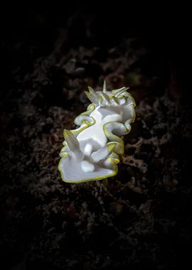 White Nudibranch on Black Sand