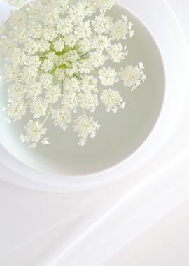 White Flower in Bowl