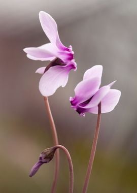 Pink Cyclamen Flowers