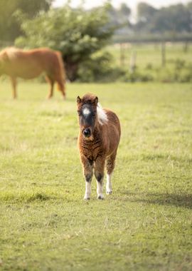 Fluffy Pony in a Field