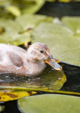 Duckling on Lily Pad