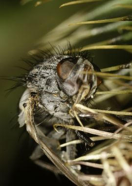 Dead Fly Close-Up