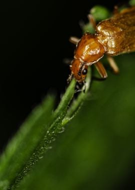 Orange Beetle on Green Leaf