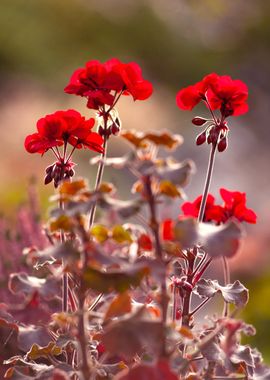 Red Geranium Flowers