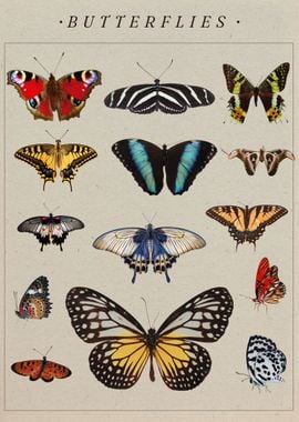 Butterfly Collection