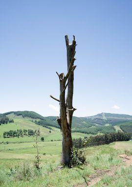 Dead Tree Landscape