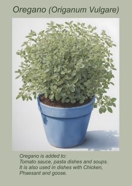 herbs - Oregano Plant in Blue Pot illustration