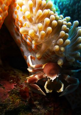 Crab and Anemone