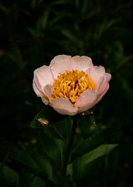 Pink Peony with Beetle