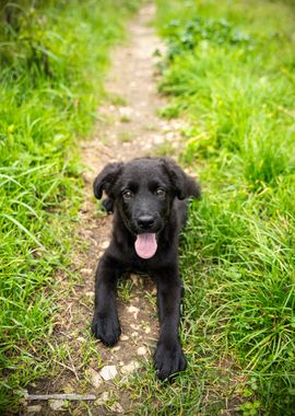 Black Puppy on Path