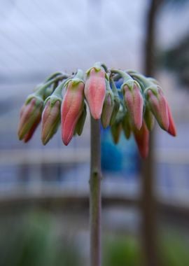 Pink Flower Buds