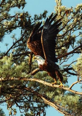 Bald Eagle Perched on Branch