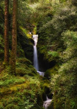 Waterfall in Lush Forest