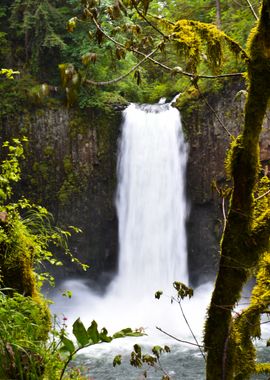 Waterfall in Lush Forest