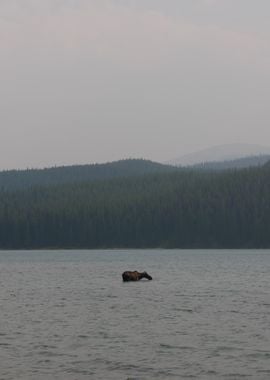 Moose in a Lake