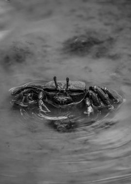 Black and White Crab