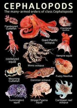 Cephalopods Illustration