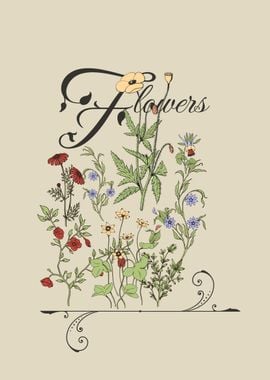 Floral Illustration Coneflowers