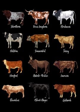 Cattle drawings - types of cows