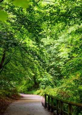 Forest Path