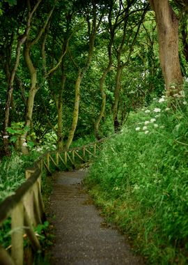 Forest Path