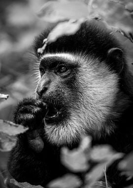 Black and White Monkey Portrait