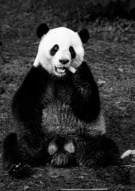 Panda Eating Bamboo