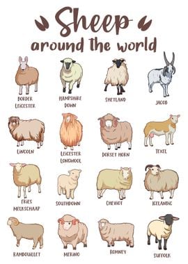 Sheep Breeds Around the World