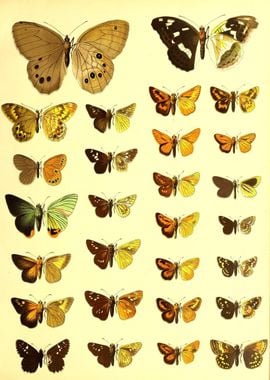 Butterfly Collection