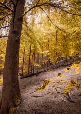 Autumn Forest