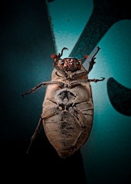 Close-up of a Beetle