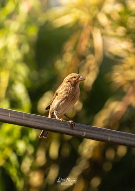 Sparrow on a Rail