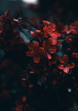 Red Flowers in Bloom