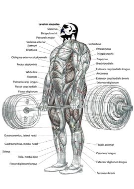 Deadlift Muscle Anatomy Diagram