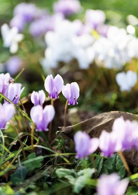 Pink and White Flowers in Grass : cyclamen