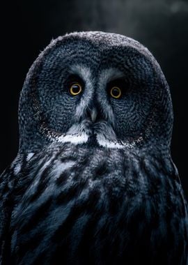 Grey bart Owl 