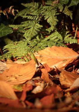 Fern and Autumn Leaves