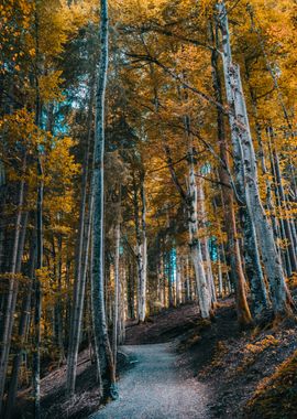 Autumn Forest Path