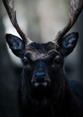 Close-up of a Deer