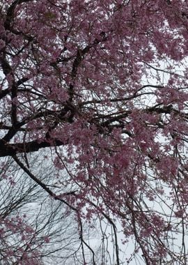 Pink Cherry Blossom Tree