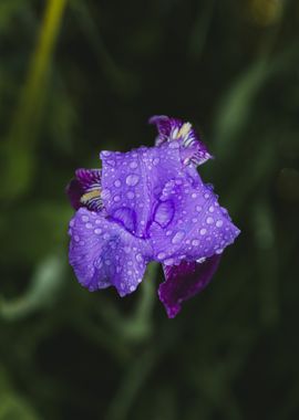 Purple Iris