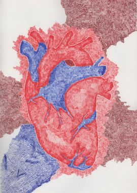 Anatomical Heart Drawing