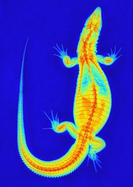 Monitor Lizard X-Ray Color