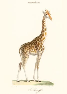 Giraffe Illustration